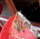 Wer sich trotzdem nicht trennen kann: Den Stall sollte in jedem Fall nur ein Nichtallergiker saubermachen, denn bei Nagetieren gilt der Urin als stärkster Allergenträger