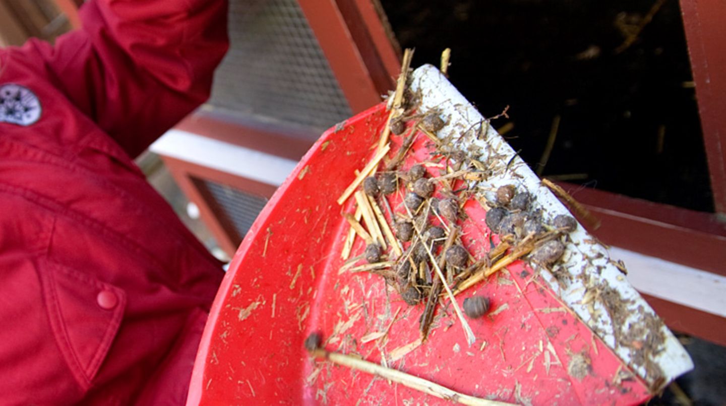 Wer sich trotzdem nicht trennen kann: Den Stall sollte in jedem Fall nur ein Nichtallergiker saubermachen, denn bei Nagetieren gilt der Urin als stärkster Allergenträger