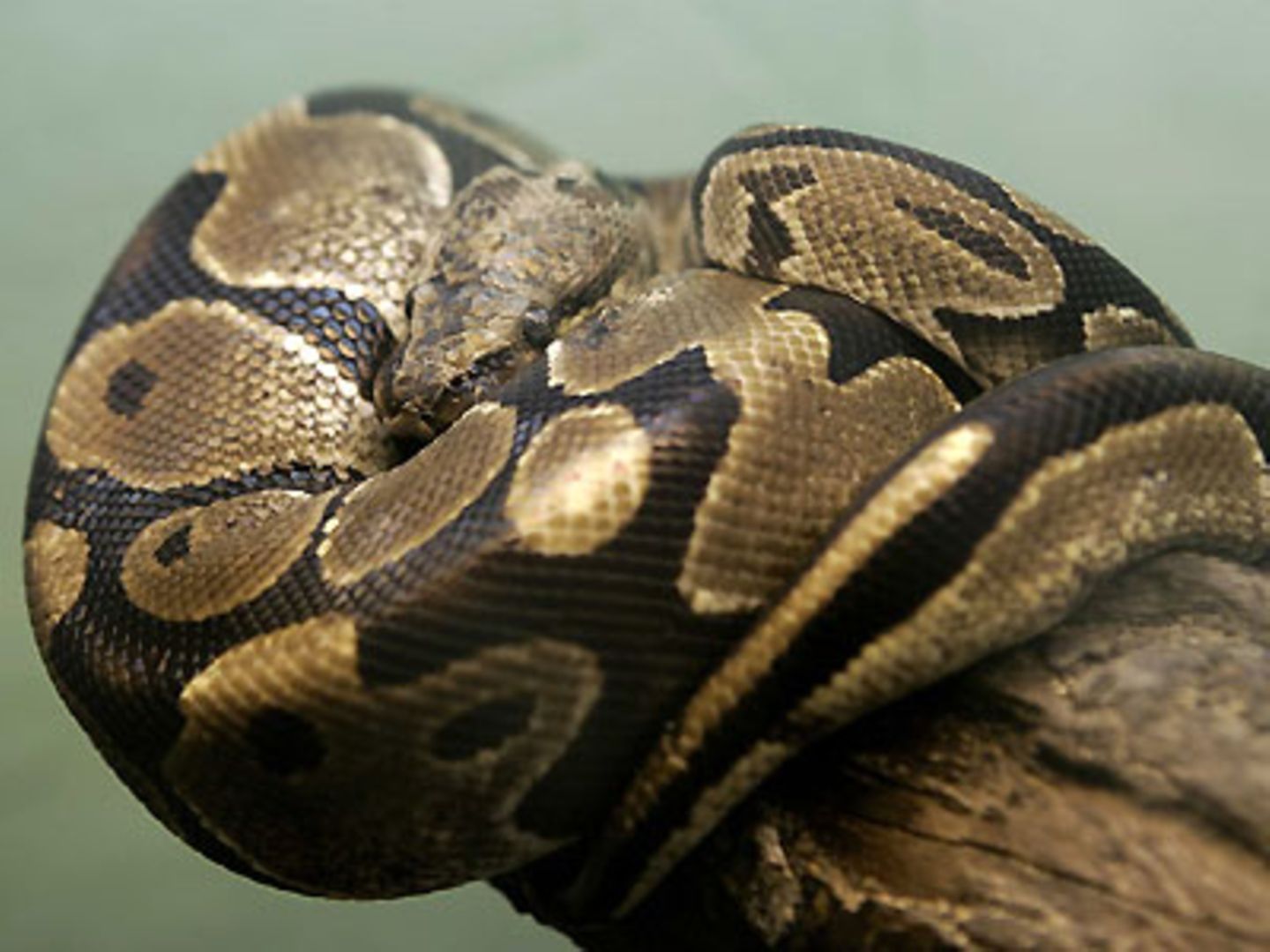 Achtmal kurz vermeldet: Rausgeschlängelt Sommerausflug: Eine Boa Constrictor ist aus der Wohnung ihres Herrchens im nordrhein-westfälischen Hamm ausgebüxt und hat Polizei, Feuerwehr und einen Tierfänger in Atem gehalten. Entdeckt wurde das Tier schließlich von einer Frau, die beobachtete, wie sich die knapp eineinhalb Meter lange Riesenschlange an einer Hauswand herabschlängelte. Weil ihr Besitzer nicht zu Hause war, musste ein Tierfänger die Boa einfangen. Ihr vorläufiges Zuhause ist nun ein nahe gelegener Tierpark. Rausgeschlängelt Sommerausflug: Eine Boa Constrictor ist aus der Wohnung ihres Herrchens im nordrhein-westfälischen Hamm ausgebüxt und hat Polizei, Feuerwehr und einen Tierfänger in Atem gehalten. Entdeckt wurde das Tier schließlich von einer Frau, die beobachtete, wie sich die knapp eineinhalb Meter lange Riesenschlange an einer Hauswand herabschlängelte. Weil ihr Besitzer nicht zu Hause war, musste ein Tierfänger die Boa einfangen. Ihr vorläufiges Zuhause ist nun ein nahe gelegener Tierpark.