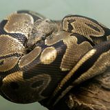 Rausgeschlängelt    Sommerausflug: Eine Boa Constrictor ist aus der Wohnung ihres Herrchens im nordrhein-westfälischen Hamm ausgebüxt und hat Polizei, Feuerwehr und einen Tierfänger in Atem gehalten. Entdeckt wurde das Tier schließlich von einer Frau, die beobachtete, wie sich die knapp eineinhalb Meter lange Riesenschlange an einer Hauswand herabschlängelte. Weil ihr Besitzer nicht zu Hause war, musste ein Tierfänger die Boa einfangen. Ihr vorläufiges Zuhause ist nun ein nahe gelegener Tierpark.