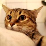 Wenn möglich, sollte ein Nicht-Allergiker Ihren Vierbeiner ein Mal pro Woche baden und das Tier im Freien regelmäßig ausbürsten