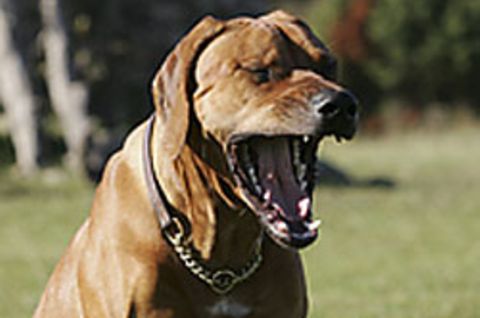 Ein Hund lässt sich vom Gähnen des Herrchens anstecken