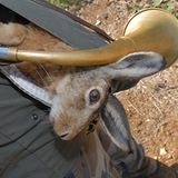 Auf der Jagd    Auf dem deutsch-holländischen Grenzstreifen hoppelt ein Hase munter umher. Auf der einen Seite steht ein deutscher Jäger, auf der anderen ein holländischer. Beide zielen auf den Hasen, drücken ab, und das Tier geht zu Boden.     Der Deutsche: "Bild' dir ja nichts ein, das ist meiner!"     Der Holländer: "Tja, Pech gehabt. Wir haben beide getroffen, und nun liegt der Hase auf dem Grenzstreifen. Wer bekommt ihn denn jetzt?"     Die beiden können sich nicht einigen und streiten eine Zeit lang. Dann hat der deutsche Jäger eine Idee . "Pass auf! Wir treffen uns jetzt in der Mitte beim Hasen, und dann machen wir das wie richtige Männer aus. Wir treten uns gegenseitig so lange in die Eier, bis einer nicht mehr kann. Wer zuletzt noch aufstehen kann, bekommt den Hasen."    "Okay, abgemacht", sagt der Holländer, und sie treffen sich in der Mitte. "Ich zuerst, war schließlich meine Idee", sagt der Deutsche und holt zu einem kraftvollen Tritt aus. Er trifft genau die Eier seines Kontrahenten, der sich vor Schmerzen auf dem Boden krümmt und erst nach fünf Minuten wieder stehen kann. Noch unter Schmerzen sagt er: "Jetzt bin ich dran!" Darauf der deutsche Jäger: "Ach, weißt du was? Behalt' den Hasen, ich wollte ihn eh nicht!"