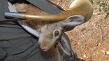 Auf der Jagd    Auf dem deutsch-holländischen Grenzstreifen hoppelt ein Hase munter umher. Auf der einen Seite steht ein deutscher Jäger, auf der anderen ein holländischer. Beide zielen auf den Hasen, drücken ab, und das Tier geht zu Boden.     Der Deutsche: "Bild' dir ja nichts ein, das ist meiner!"     Der Holländer: "Tja, Pech gehabt. Wir haben beide getroffen, und nun liegt der Hase auf dem Grenzstreifen. Wer bekommt ihn denn jetzt?"     Die beiden können sich nicht einigen und streiten eine Zeit lang. Dann hat der deutsche Jäger eine Idee . "Pass auf! Wir treffen uns jetzt in der Mitte beim Hasen, und dann machen wir das wie richtige Männer aus. Wir treten uns gegenseitig so lange in die Eier, bis einer nicht mehr kann. Wer zuletzt noch aufstehen kann, bekommt den Hasen."    "Okay, abgemacht", sagt der Holländer, und sie treffen sich in der Mitte. "Ich zuerst, war schließlich meine Idee", sagt der Deutsche und holt zu einem kraftvollen Tritt aus. Er trifft genau die Eier seines Kontrahenten, der sich vor Schmerzen auf dem Boden krümmt und erst nach fünf Minuten wieder stehen kann. Noch unter Schmerzen sagt er: "Jetzt bin ich dran!" Darauf der deutsche Jäger: "Ach, weißt du was? Behalt' den Hasen, ich wollte ihn eh nicht!"