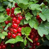 Nach dem Sport sind Mineralwasserschorlen das Richtige. Apfel-, Trauben- oder Johannisbeersaft gemischt mit stillem Mineralwasser im Verhältnis eins zu drei ist ein ideales Sportgetränk. Es enthält Kohlenhydrate, Mineralstoffe und Spurenelemente.