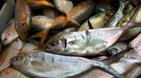 Gönnen Sie sich einmal in der Woche einen fetten Meeresfisch. Er enthält viele Omega-3-Fettsäuren. Unser Organismus braucht sie, kann sie aber selbst nicht herstellen. Sie haben viele gesundheitsfördernde Wirkungen.