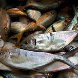 Gönnen Sie sich einmal in der Woche einen fetten Meeresfisch. Er enthält viele Omega-3-Fettsäuren. Unser Organismus braucht sie, kann sie aber selbst nicht herstellen. Sie haben viele gesundheitsfördernde Wirkungen.