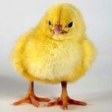 Platz eins: Notebook, überbacken    Wo versteckt man am besten sein Notebook, bevor man in den Urlaub fährt? Im Ofen, dachte sich ein US-Amerikaner. Dort war der Rechner so gut verborgen, dass die Ehefrau den Laptop übersah und ohne zu zögern zusätzlich ein Hähnchen in die Röhre schob. Dort wurde der Vogel schön knusprig - im Gegensatz zum Computer    Video: So retten Sie Ihre Daten