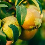 Pollenallergiker müssen nicht in jedem Fall auf Früchte verzichten, die den Pollen als mögliche Auslöser von Kreuzreaktionen zugeordnet sind - sondern nur, wenn diese Früchte bei ihnen tatsächlich eine Reaktion auslösen