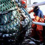 Platz acht: Hier wird geangelt, nicht gearbeitet!    Eine feucht-wütende Familienangelegenheit: Eine Anwältin war mit ihrem Vater auf einem Angelausflug, versuchte aber, gleichzeitig noch Geschäftliches zu erledigen. Ein mitgereister Freund ihres Vaters rastete daraufhin aus und warf die komplette Laptoptasche inklusive Computer und aller Backupmedien vom Boot. Die Anwältin sprang ohne zu Zögern hinterher, konnte aber nicht verhindern, dass das Wasser wichtige Business- und Steuerdaten hinwegwusch    Video: So retten Sie Ihre Daten