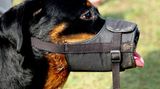 Platz fünf: USB-Tollwut    Noch viel lieber als einen Knochen mochte ein Hund den USB-Stick, der auf einem Couchtisch im Wohnzimmer lag. Als der wilde Beißer mit dem Datenträger fertig war, hatten sich die Familienfotos der letzten fünf Jahre unsichtbar gemacht - zumindest für den heimischen PC    Video: So retten Sie Ihre Daten