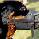 Platz fünf: USB-Tollwut    Noch viel lieber als einen Knochen mochte ein Hund den USB-Stick, der auf einem Couchtisch im Wohnzimmer lag. Als der wilde Beißer mit dem Datenträger fertig war, hatten sich die Familienfotos der letzten fünf Jahre unsichtbar gemacht - zumindest für den heimischen PC    Video: So retten Sie Ihre Daten