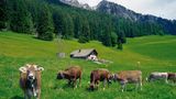 Maienfeld, Graubünden: Auf den Spuren von Heidi Sie ist die bekannteste Kinderbuchfigur der Schweiz: Heidi wird seit Generation geliebt und nicht nur in Buchform, sondern auch in Zeichentrickfilmen, einem Musical und im Heididörfli Maienfeld verehrt. Dort startet am Johanna Spyri Museum an der Bahnhofstraße der Heidiweg, der vorbei an zwölf Stationen in knapp zwei Stunden zur Heidialp (Foto) führt.   Infos: www.heididorf.ch