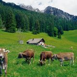 Maienfeld, Graubünden: Auf den Spuren von Heidi Sie ist die bekannteste Kinderbuchfigur der Schweiz: Heidi wird seit Generation geliebt und nicht nur in Buchform, sondern auch in Zeichentrickfilmen, einem Musical und im Heididörfli Maienfeld verehrt. Dort startet am Johanna Spyri Museum an der Bahnhofstraße der Heidiweg, der vorbei an zwölf Stationen in knapp zwei Stunden zur Heidialp (Foto) führt.   Infos: www.heididorf.ch