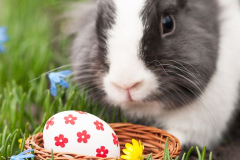 Statt Ostereiern sollte der Osterhase uns in diesem Jahr auch mal ein paar andere Überraschungen in Nest legen.