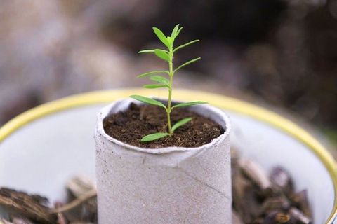 "Life Hacks": So wird aus einer Papierrolle ein Pflanzbeet