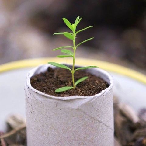 "Life Hacks": So wird aus einer Papierrolle ein Pflanzbeet