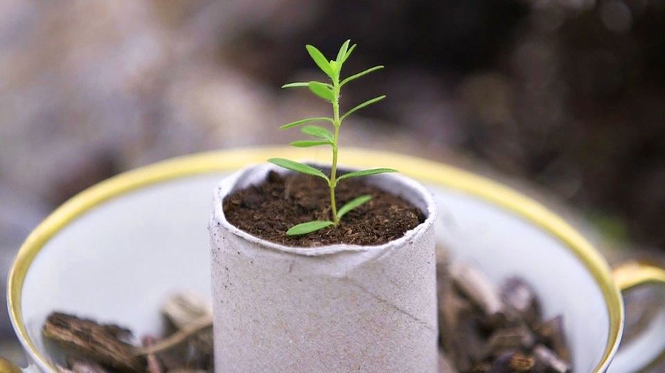 "Life Hacks": So wird aus einer Papierrolle ein Pflanzbeet "Life Hacks": So wird aus einer Papierrolle ein Pflanzbeet