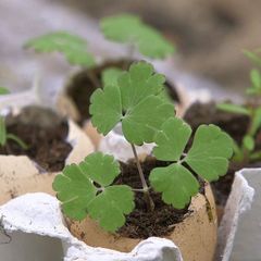 "Life Hacks" - Garten Edition: Anzucht von Setzlingen: Wie Sie Eierschalen praktisch nutzen können
