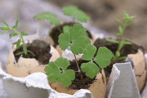 "Life Hacks" - Garten Edition: Anzucht von Setzlingen: Wie Sie Eierschalen praktisch nutzen können