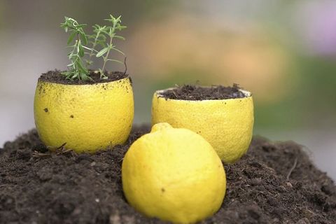 "Life Hacks" im Garten: Zitronen als Blumentöpfe: So nutzen Sie die Schalen zur Anzucht von Pflanzen