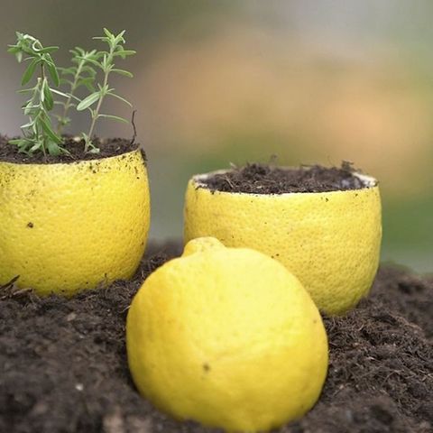 "Life Hacks" im Garten: Zitronen als Blumentöpfe: So nutzen Sie die Schalen zur Anzucht von Pflanzen