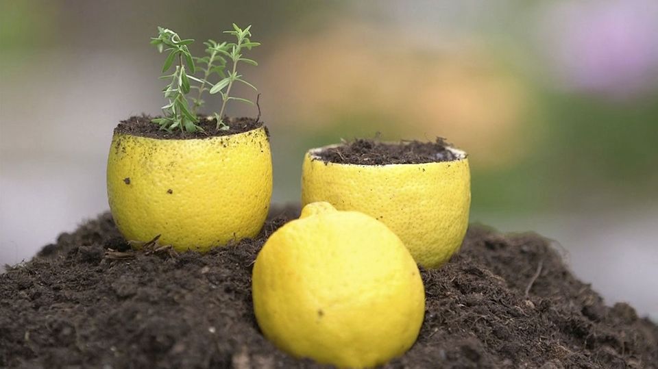 "Life Hacks" im Garten: Zitronen als Blumentöpfe: So nutzen Sie die Schalen zur Anzucht von Pflanzen "Life Hacks" im Garten: Zitronen als Blumentöpfe: So nutzen Sie die Schalen zur Anzucht von Pflanzen