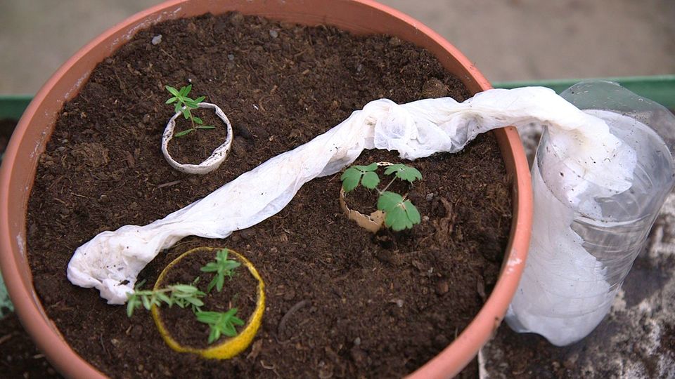 Eine Konstruktion aus einer Wasserflasche und Papier bewässert Pflanzen alleine.