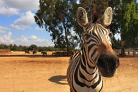 Ein Zebra schaut direkt in die Kamera. Im Hintergund sieht man die afrikanische Savanne.