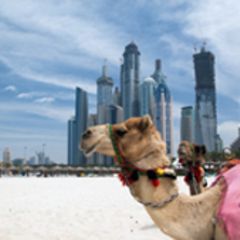 Ein Kamel vor der Skyline von Dubai.