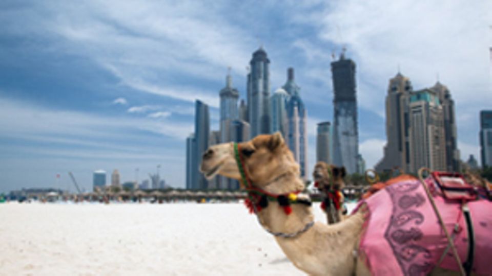 Ein Kamel vor der Skyline von Dubai.
