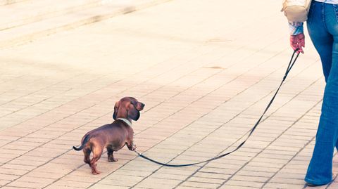 Vom Wolf zum Haushund: Hund und Mensch - eine Freundschaft, viel älter als gedacht