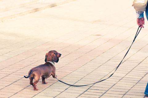 Vom Wolf zum Haushund: Hund und Mensch - eine Freundschaft, viel älter als gedacht