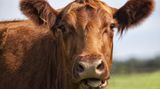 Mythos 5: Biomilch ist besser Ob Biobauernhof oder Massentierhaltung: Das Endprodukt, also die Milch, unterscheidet sich kaum. Auch die Billigmilch aus dem Discounter durchläuft strenge Kontrollen. Der Unterschied liegt in den Inhaltsstoffen: In Biomilch stecken mehr gesunde Omega-3-Fettsäuren. Das Fettsäurenmuster ist vielfältiger und allgemein günstiger als das der "Normalo"- Milch. Außerdem enthält Biomilch dreimal so viel konjugierte Linolsäure (CLA). Das liegt am Futter der Biokühe, sie fressen viel frisches Gras und Heu. Industriekühe kauen dagegen auf Silomais. Ein hoher Gehalt der Fettsäure CLA erscheint nützlich: Sie soll vor Diabetes und Herz-Kreislauf- Erkrankungen schützen und das Wachstum von Krebszellen hemmen. Endgültig bewiesen sind diese Effekte aber nicht.