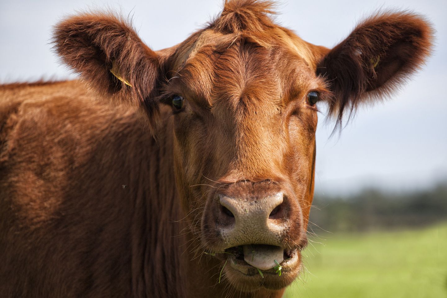 Mythos 5: Biomilch ist besser Ob Biobauernhof oder Massentierhaltung: Das Endprodukt, also die Milch, unterscheidet sich kaum. Auch die Billigmilch aus dem Discounter durchläuft strenge Kontrollen. Der Unterschied liegt in den Inhaltsstoffen: In Biomilch stecken mehr gesunde Omega-3-Fettsäuren. Das Fettsäurenmuster ist vielfältiger und allgemein günstiger als das der "Normalo"- Milch. Außerdem enthält Biomilch dreimal so viel konjugierte Linolsäure (CLA). Das liegt am Futter der Biokühe, sie fressen viel frisches Gras und Heu. Industriekühe kauen dagegen auf Silomais. Ein hoher Gehalt der Fettsäure CLA erscheint nützlich: Sie soll vor Diabetes und Herz-Kreislauf- Erkrankungen schützen und das Wachstum von Krebszellen hemmen. Endgültig bewiesen sind diese Effekte aber nicht.