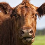 Mythos 5: Biomilch ist besser Ob Biobauernhof oder Massentierhaltung: Das Endprodukt, also die Milch, unterscheidet sich kaum. Auch die Billigmilch aus dem Discounter durchläuft strenge Kontrollen. Der Unterschied liegt in den Inhaltsstoffen: In Biomilch stecken mehr gesunde Omega-3-Fettsäuren. Das Fettsäurenmuster ist vielfältiger und allgemein günstiger als das der "Normalo"- Milch. Außerdem enthält Biomilch dreimal so viel konjugierte Linolsäure (CLA). Das liegt am Futter der Biokühe, sie fressen viel frisches Gras und Heu. Industriekühe kauen dagegen auf Silomais. Ein hoher Gehalt der Fettsäure CLA erscheint nützlich: Sie soll vor Diabetes und Herz-Kreislauf- Erkrankungen schützen und das Wachstum von Krebszellen hemmen. Endgültig bewiesen sind diese Effekte aber nicht.