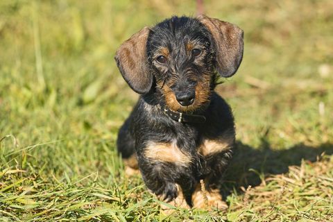 Dackel, Mops und Schäferhund: Der Hund sei der beste Freund des Menschen, sagt man. Doch günstig ist diese Freundschaft nicht - das zeigen schon die Unterschiede bei der Hundesteuer.