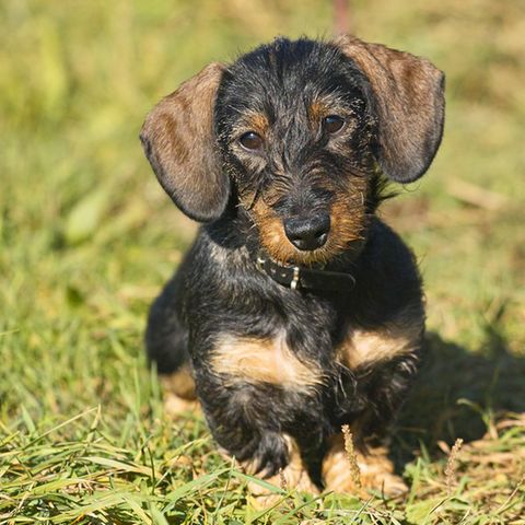 Dackel, Mops und Schäferhund: Der Hund sei der beste Freund des Menschen, sagt man. Doch günstig ist diese Freundschaft nicht - das zeigen schon die Unterschiede bei der Hundesteuer.