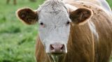 Mythos 1: Milch macht dick Dieser Verdacht liegt nahe, denn aufgrund des hohen Nährstoffgehalts zählt Milch zu den Nahrungsmitteln, nicht zu den Getränken. 100 Milliliter Vollmilch enthalten 64 Kilokalorien, was in etwa dem Nährwert dreier Butterkekse oder einer viertel Laugenbrezel entspricht. Das erscheint viel für ein Lebensmittel, das die meisten Menschen nebenbei konsumieren: hier mal einen Schuss in den Kaffee, dort mal einen Schluck gegen den Durst. Doch die Ergebnisse verschiedener Studien zeigen: Wer regelmäßig Milch trinkt, nimmt nicht zu, sondern eher ab. Wissenschaftler haben verschiedene Erklärungen dafür: Zum einen soll das in der Milch enthaltene Kalzium den Fettaufbau bremsen, zum anderen sättigt Milch recht stark. Wer sich den Bauch schon mit Milch vollgeschlagen hat, greift womöglich seltener zu Süßem.