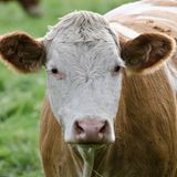 Mythos 1: Milch macht dick Dieser Verdacht liegt nahe, denn aufgrund des hohen Nährstoffgehalts zählt Milch zu den Nahrungsmitteln, nicht zu den Getränken. 100 Milliliter Vollmilch enthalten 64 Kilokalorien, was in etwa dem Nährwert dreier Butterkekse oder einer viertel Laugenbrezel entspricht. Das erscheint viel für ein Lebensmittel, das die meisten Menschen nebenbei konsumieren: hier mal einen Schuss in den Kaffee, dort mal einen Schluck gegen den Durst. Doch die Ergebnisse verschiedener Studien zeigen: Wer regelmäßig Milch trinkt, nimmt nicht zu, sondern eher ab. Wissenschaftler haben verschiedene Erklärungen dafür: Zum einen soll das in der Milch enthaltene Kalzium den Fettaufbau bremsen, zum anderen sättigt Milch recht stark. Wer sich den Bauch schon mit Milch vollgeschlagen hat, greift womöglich seltener zu Süßem.