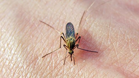Dieser Mensch hat wohl "süßes Blut", dass sich eine Mücke ihn zum Wirt sucht. Fehlanzeige! Wie anfällig wir für Stiche sind, entscheiden unsere Gene.