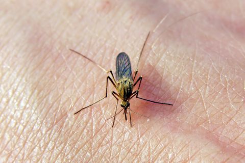 Dieser Mensch hat wohl "süßes Blut", dass sich eine Mücke ihn zum Wirt sucht. Fehlanzeige! Wie anfällig wir für Stiche sind, entscheiden unsere Gene.