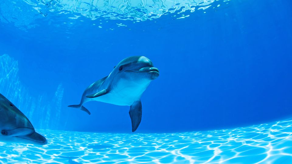 Delfine faszinieren - doch das undichte Schwimmbecken der Meeressäuger sorgt nun in Nürnberg für einen grotesken Streit.