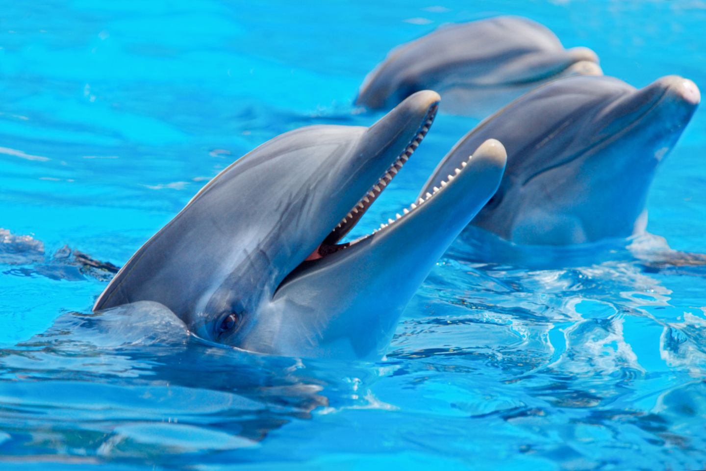 Delfine lieben Gesellschaft - und sie kommunizieren untereinander, etwa, indem sie sich gegenseitig beim Namen rufen