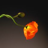 In den letzten Jahren seines Lebens beschäftigte sich Robert Mapplethorpe verstärkt mit Farbfotografie, 1988 lichtete er diese Mohnblume ab.