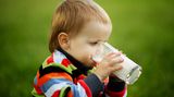 Mythos 3: Milch ist nur für Babys Säuglinge besitzen im Gegensatz zu Erwachsenen das Enzym Gastricin, das Milcheiweiß spaltet und verdaulich macht. Die Aktivität des Eiweißspalters nimmt im Laufe des ersten Lebensjahres ab - bis er schließlich ganz fehlt. Ab diesem Zeitpunkt kümmern sich Enzyme aus dem Magen, der Bauchspeicheldrüse und der Darmschleimhaut um die Milchverdauung. Auf diese Weise können auch die meisten Erwachsenen hierzulande das Lebensmittel vollständig abbauen. Dieser Umstand ist übrigens einer genetischen Mutation vor 7500 Jahren zu verdanken. In Zeiten, in denen Lebensmittel knapp waren, profitierte der Mensch vom Trinken der Kuhmilch - und entwickelte so die Fähigkeit, sie auch als Erwachsener verwerten zu können.