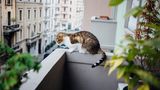 Im vergangenen Jahr wurde Klartext gesprochen: Haustiere dürfen nicht generell im Mietvertrag ausgeschlossen werden. Mit zwei dänischen Doggen in einer kleinen Einzimmerwohnung zu leben, haben die Richter sicherlich nicht gemeint.  Aber wie ist das mit dem Balkon? Darf sich die Katze dort aufhalten? Schon - aber es dürfen keine Tiere komplett auf dem Balkon gehalten werden. Grund dafür ist vor allem eine mögliche Geruchsbelästigung. Das gilt auch für Kleintiere im Käfig, wie Kaninchen oder Meerschweinchen. Und besonders laute Haustiere (Vögel) können auf dem Balkon zur Lärmbelästigung für Nachbarn werden.