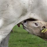 Mythos 4: Rohmilch hält gesund Wie Forscher der Ludwig-Maximilians- Universität München herausfanden, entwickeln Säuglinge, die rohe Kuhmilch trinken, seltener Atemwegsinfektionen, Fieber und Mittelohrentzündungen. Außerdem hatten die Kinder geringere Mengen eines bestimmten Entzündungsparameters im Blut. Der schützende Effekt der Rohmilch, so vermuten die Forscher, beruht auf bestimmten hitzeempfindlichen Inhaltsstoffen, etwa den Molkenproteinen. Wird Rohmilch erwärmt, denaturieren diese Bestandteile - und die gesundheitsfördernde Wirkung geht verloren. Dieser Verlust ist umso stärker, je mehr die Milch erhitzt wird: So schützt pasteurisierte Milch aus dem Handel noch vor fieberhaften Erkrankungen, während ein gesundheitsfördernder Effekt bei hocherhitzter Milch nicht mehr vorhanden ist. Eine allgemeine Empfehlung für Rohmilch wollen die Forscher aus diesen Ergebnissen aber nicht ableiten - wegen möglicher Krankheitserreger. Ein Kompromiss ist pasteurisierte, nicht homogenisierte Frischmilch aus dem Supermarkt, die aufrahmt. Sie ähnelt am ehesten dem Original vom Bauernhof.