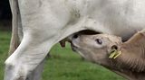Mythos 4: Rohmilch hält gesund Wie Forscher der Ludwig-Maximilians- Universität München herausfanden, entwickeln Säuglinge, die rohe Kuhmilch trinken, seltener Atemwegsinfektionen, Fieber und Mittelohrentzündungen. Außerdem hatten die Kinder geringere Mengen eines bestimmten Entzündungsparameters im Blut. Der schützende Effekt der Rohmilch, so vermuten die Forscher, beruht auf bestimmten hitzeempfindlichen Inhaltsstoffen, etwa den Molkenproteinen. Wird Rohmilch erwärmt, denaturieren diese Bestandteile - und die gesundheitsfördernde Wirkung geht verloren. Dieser Verlust ist umso stärker, je mehr die Milch erhitzt wird: So schützt pasteurisierte Milch aus dem Handel noch vor fieberhaften Erkrankungen, während ein gesundheitsfördernder Effekt bei hocherhitzter Milch nicht mehr vorhanden ist. Eine allgemeine Empfehlung für Rohmilch wollen die Forscher aus diesen Ergebnissen aber nicht ableiten - wegen möglicher Krankheitserreger. Ein Kompromiss ist pasteurisierte, nicht homogenisierte Frischmilch aus dem Supermarkt, die aufrahmt. Sie ähnelt am ehesten dem Original vom Bauernhof.