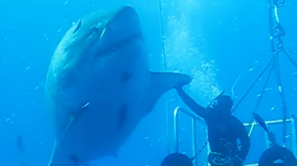 Riesenhai-Deep-Blue-vor-Guadalupe-in-Mexiko-gefilmt